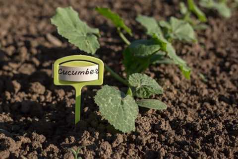 How To Grow Cucumbers