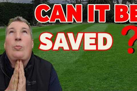 How to fix the BIGGEST problem on my lawn TODAY!