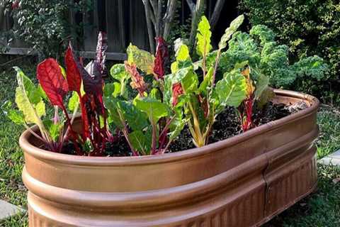 10 Raised Bed Garden Ideas