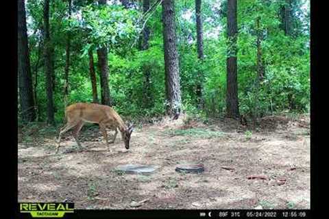 may 25 2022 trail cam pictures