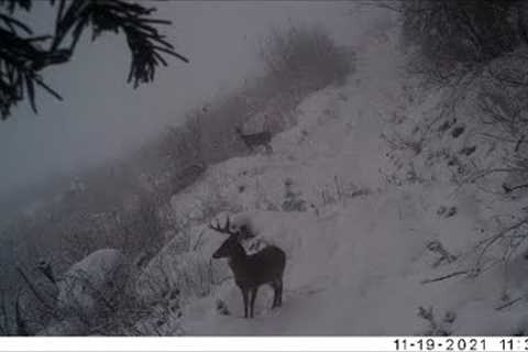 Trail Camera May 26, 2022