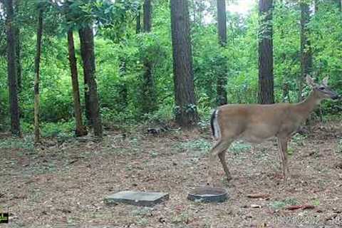 deer in the day time • trail cam video