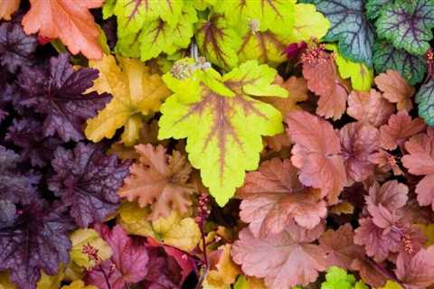 10 Perennials To Add Color To Your Garden