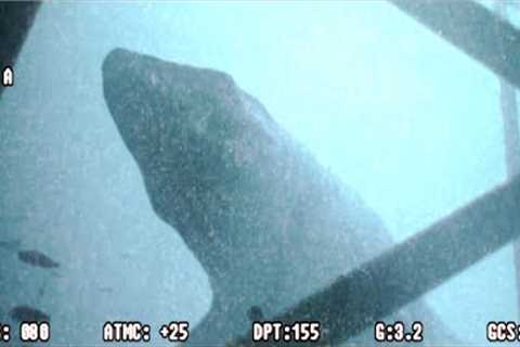 Scientists Just Detected A Chilling Sound Being Emitted From The Bottom Of The Mariana Trench