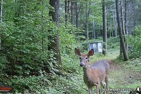Wisconsin Trail Cam