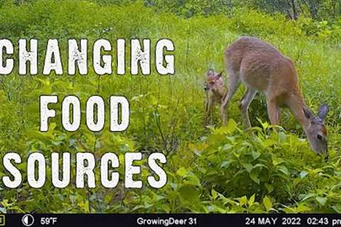 Best Location for Trail Cameras Now! Trail Camera Tips for Late Spring/Early Summer 2022