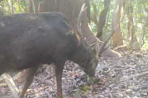 Japan Trail Camera Wildlife (Browning trail cam videos)