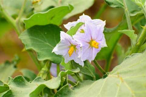 How To Grow Eggplant