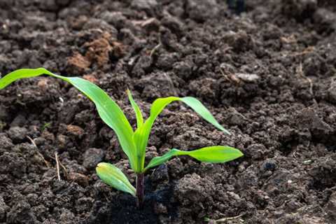 How To Grow Corn in Your Backyard Garden
