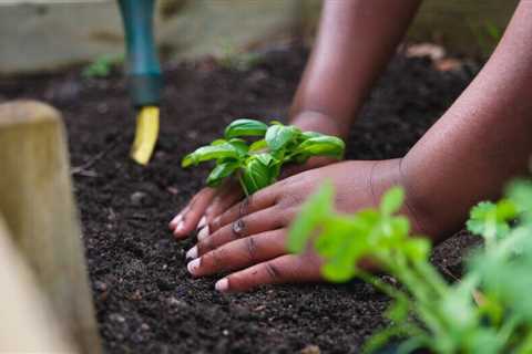 How To Grow Basil