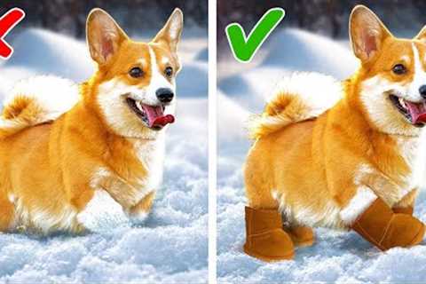 BEST DIYS and GADGETS FOR SMART PET OWNERS