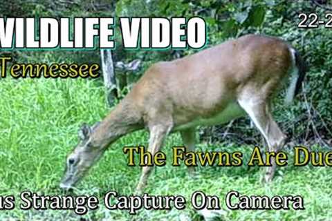 Narrated Wildlife Video 22-22 from Trail Cameras in the Tennessee Foothills of the Smoky Mountains