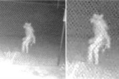 This Ranger Can't Explain What This Trail Camera Just Captured Outside This Zoo In Texas