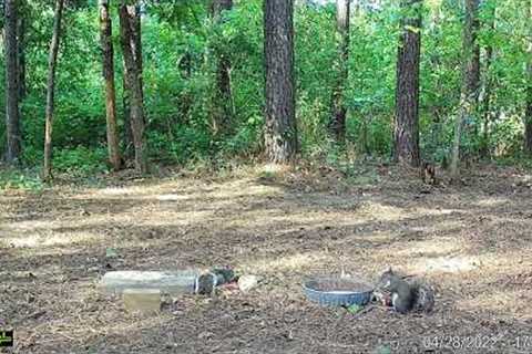 cute squirrels eating in the afternoon - squirrel trail cam videos