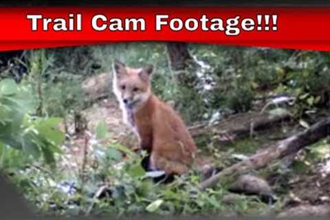 Trail Camera Footage!! Wild Animals in Their Natural Environment.  #Redfox #Critters #Wildlife
