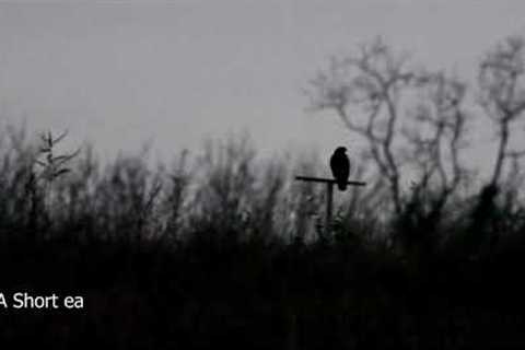 Short eared owl on trail camera in Ireland