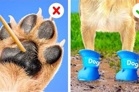 Life of Rich VS Poor Pets *Viral Gadgets and DIY on TikTok*