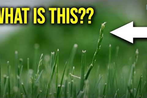 What Is Happening To My Lawn?? // Seed Head Stage