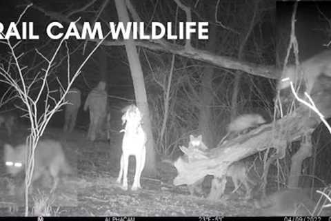 Wildlife Trail Cam Footage Compilation