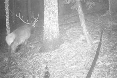 Trail Camera Video June 4, 2022