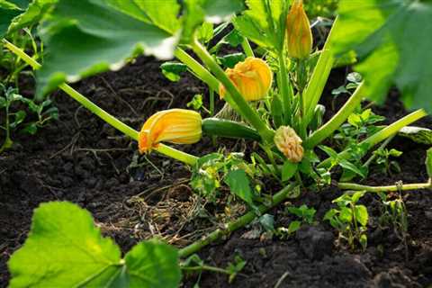 Guide To Growing Squash