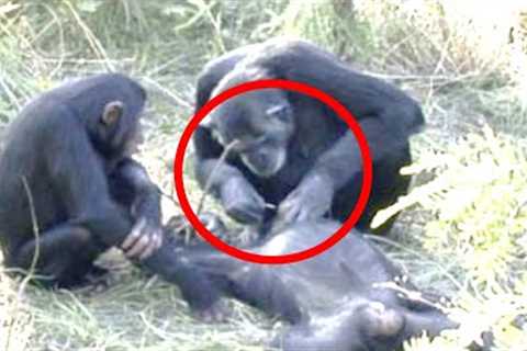 This Scientists Revealed They Created The World's Most Powerful Chimpanzee Inside This Lab