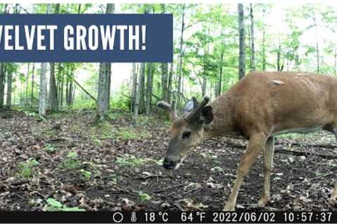 Velvet Whitetail Buck on the Trail Cam (Good Growth!)