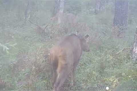 May Monthly Mashup and trail camera footage