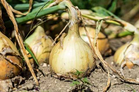 How To Grow Onions