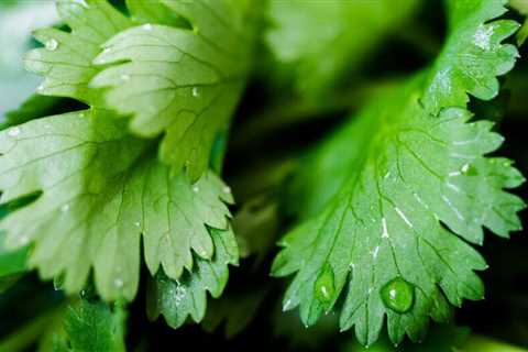 How To Grow Cilantro