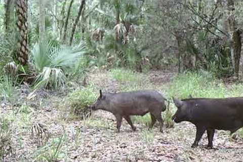 Deadly Snakes and High Water - Florida Swamp Summer Trail Camera Pickup