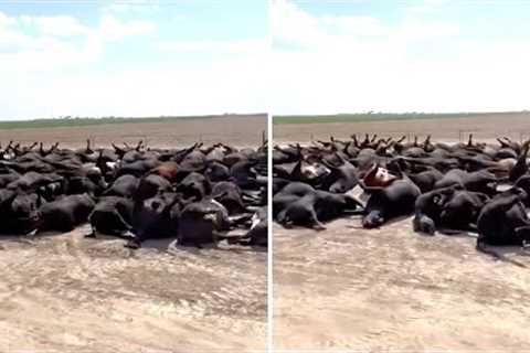 This Rancher Just Reported That Something Big Just Happened On This Cattle Ranch In Kansas Today
