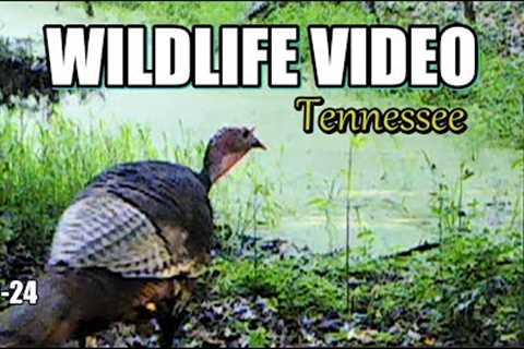 Narrated Wildlife Video 22-24 from Trail Cameras in the Tennessee Foothills of the Smoky Mountains