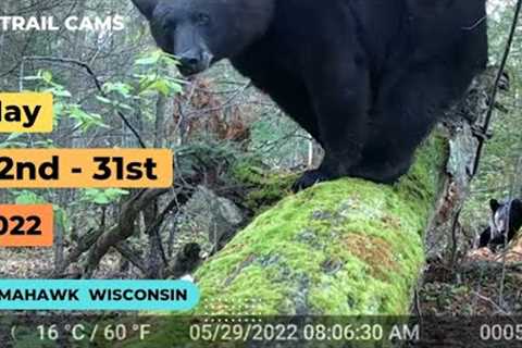 May 22nd-31st 2022 Tomahawk Wisconsin Trail Cam Videos
