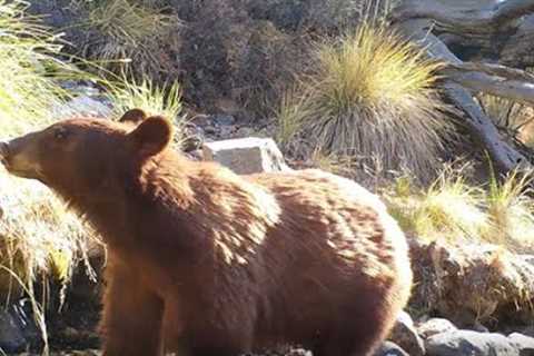 Sky Island Serenity: Trail Camera Videos of Arizona Wildlife