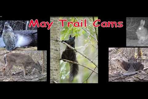 Trail Cameras of May - Birds, Beasts &amp; Beauty