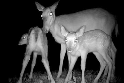 Cutest Baby Deer Fawns with Mom in Pennsylvania Woods - caught on Trail Camera