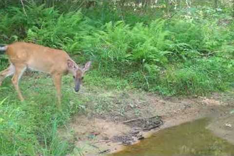 Trail Cam Pick Up (6-6-22)