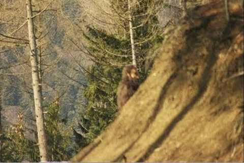 Top 5 Sasquatch RMSO Bigfoot 2020