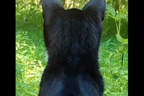Trail Cam Pick-Up Part 2