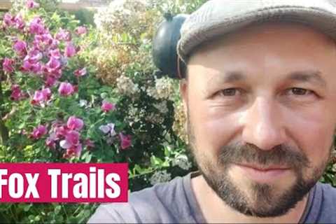 We Find 3 Fox Trails &amp; Set Up a Trail Camera, lots of Lawn Mowing!