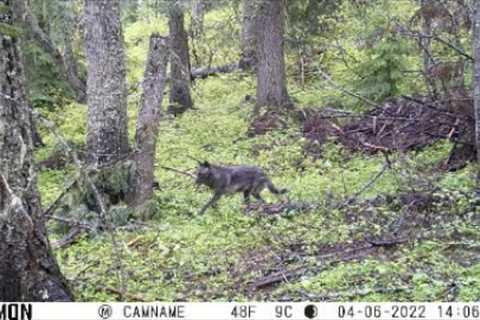Trail Camera Video June 17, 2022