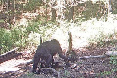 Deep Woods Camera Records Disturbing Creature!