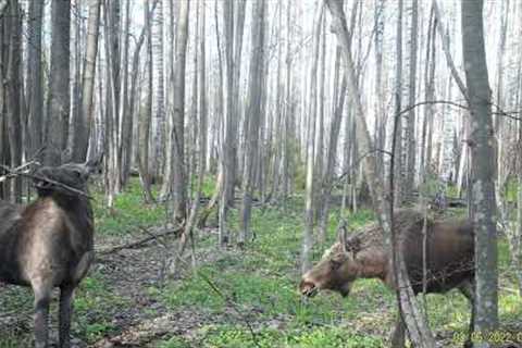 First footage compilation Trail cam: wild boars, moose, bear!