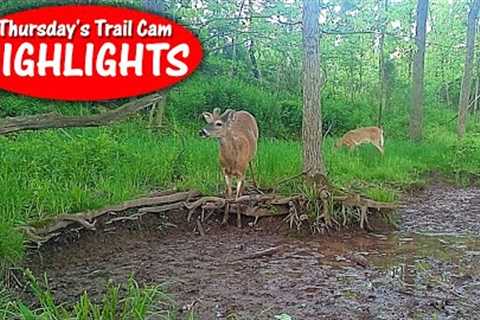 What a perfect place to hang out! The waterhole is busy!  Thursday's Trail Cam Highlights: 6.16.22