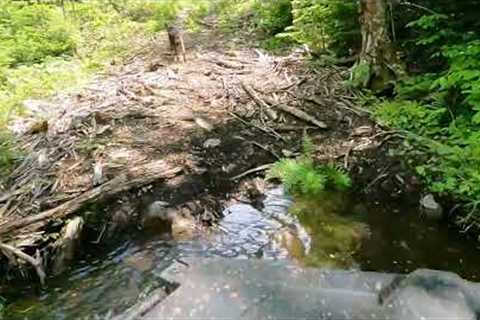 Mount Chase, Maine ATV ride to check a trail camera &amp; a happy dog! 06/2022