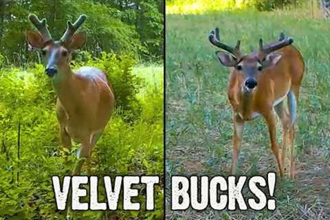 Velvet Antlers | Whitetail Bucks in June on Trail Camera Video