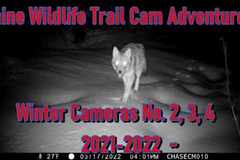 Maine Wildlife Trail Cam Adventures  ~ Winter Cameras No. 2, 3, 4
