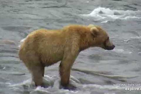 First Bears on Camera This Year, 128 Grazer and Her Cubs - June 21, 2022 (explore.org)