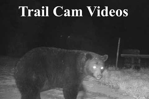 Animals Caught on Camera (Trail Cam Videos)